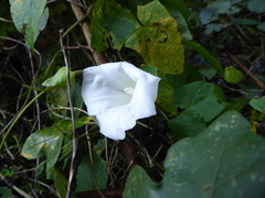 Calystegia × lucana