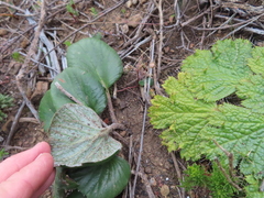 Pelargonium asarifolium