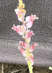 Lachenalia orchioides