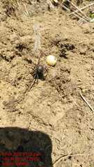 Latrodectus