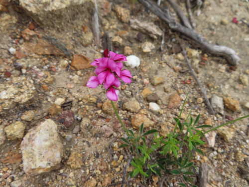 Image of Indigofera incana by (c) linkie, some rights reserved (CC BY)