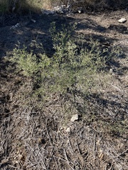 Parthenium hysterophorus