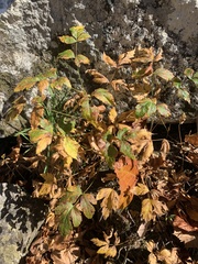 Xanthorhiza simplicissima