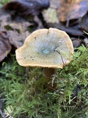 Lactarius aurantiosordidus