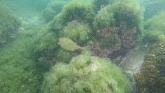 Acanthostracion polygonium