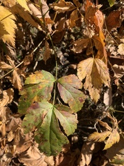 Xanthorhiza simplicissima