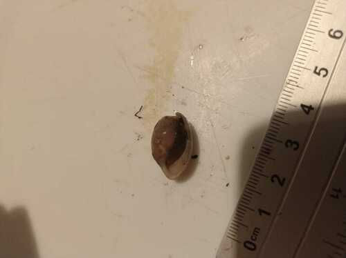 Bulla punctulata observed 2022-10-14