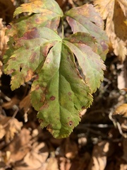 Xanthorhiza simplicissima