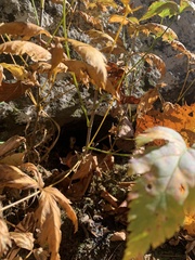 Xanthorhiza simplicissima