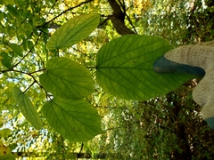 Morus rubra