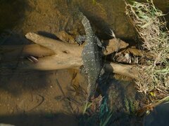 Varanus salvator salvator