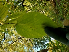 Morus rubra