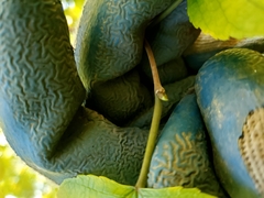 Morus rubra