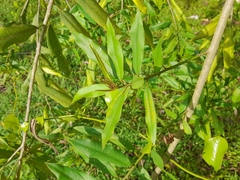 Sapium glandulosum