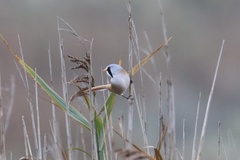 Panurus biarmicus