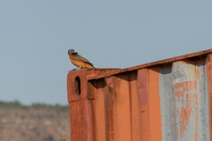 Monticola rupestris