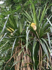 Pandanus