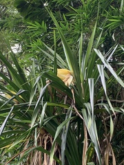 Pandanus