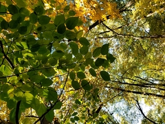 Morus rubra