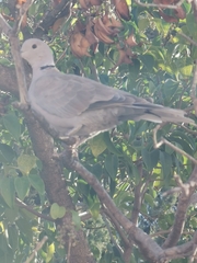 Streptopelia decaocto