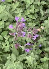 Nepeta cataria