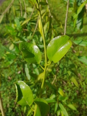 Struthanthus cassythoides