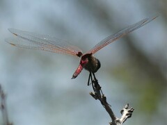 Tramea limbata