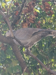 Streptopelia decaocto