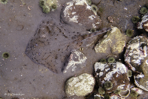 Big skate (Leucoraja ocellata) — Rajidae