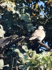 Streptopelia decaocto