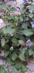 Ceratostigma plumbaginoides