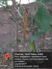 Pantala flavescens
