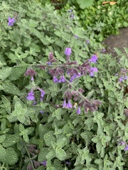 Nepeta cataria