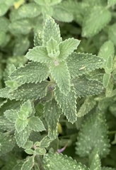 Nepeta cataria