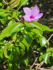 Cryptostegia grandiflora