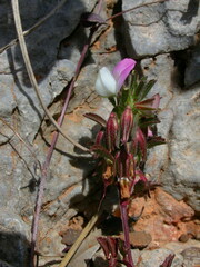 Ononis reclinata