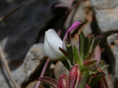 Ononis reclinata