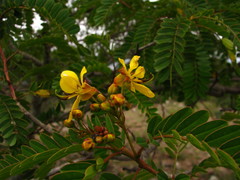 Senna polyantha
