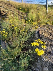 Senecio inaequidens