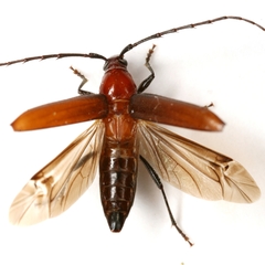 Stenosphenus dolosus