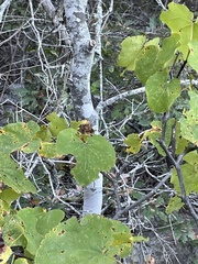 Cercis canadensis texensis