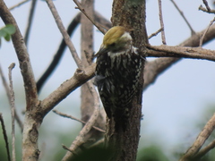 Leiopicus mahrattensis