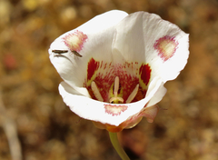 Calochortus venustus