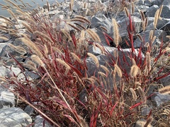 Setaria viridis viridis