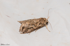 Spodoptera littoralis