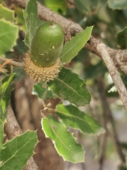 Quercus coccifera