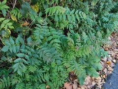 Ailanthus altissima