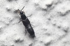 Staphylinini