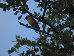 Pericrocotus cinnamomeus