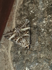 Cerocala vermiculosa